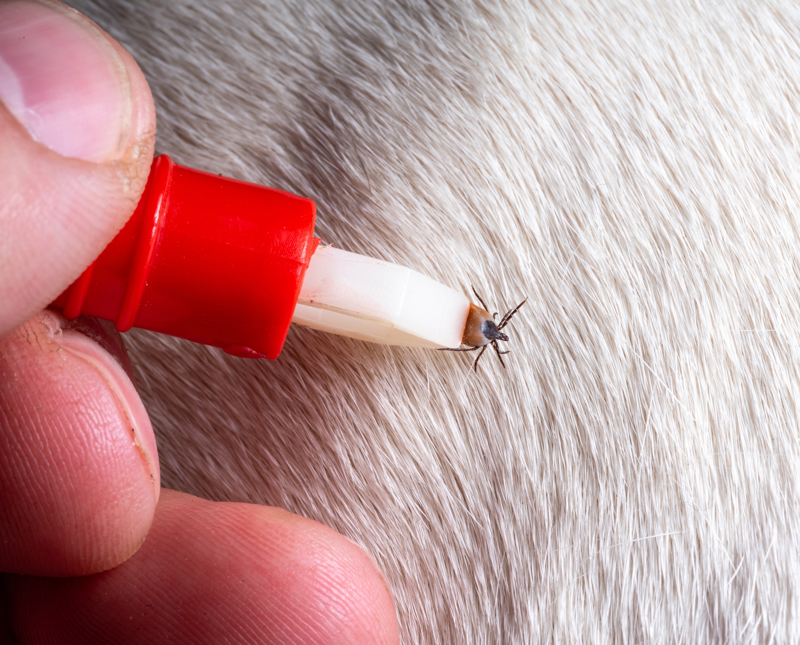 A tick removed with tweezers from pet hair.