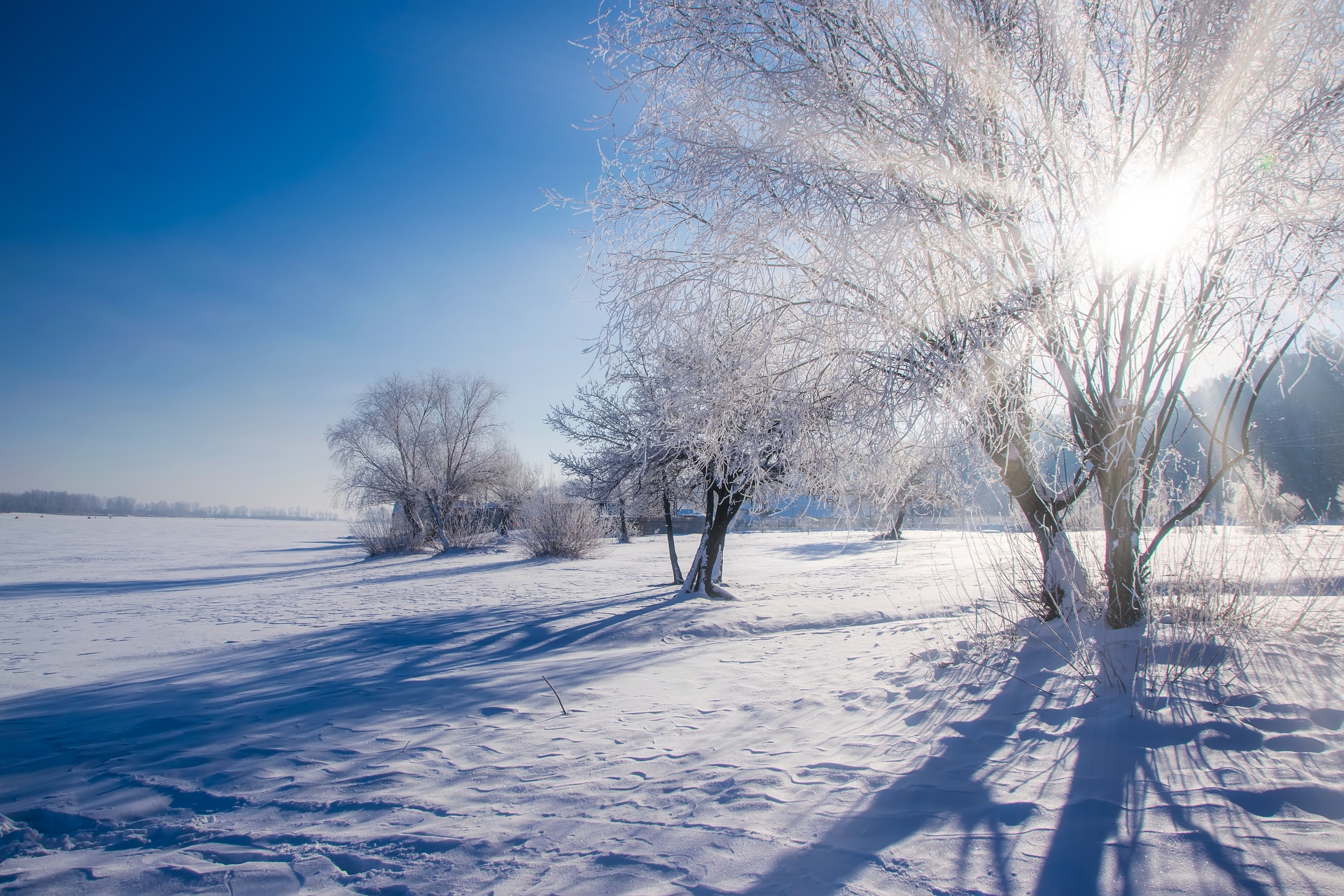 Winter scenery with bare trees covered by frost on snowy meadow under blue sky. 